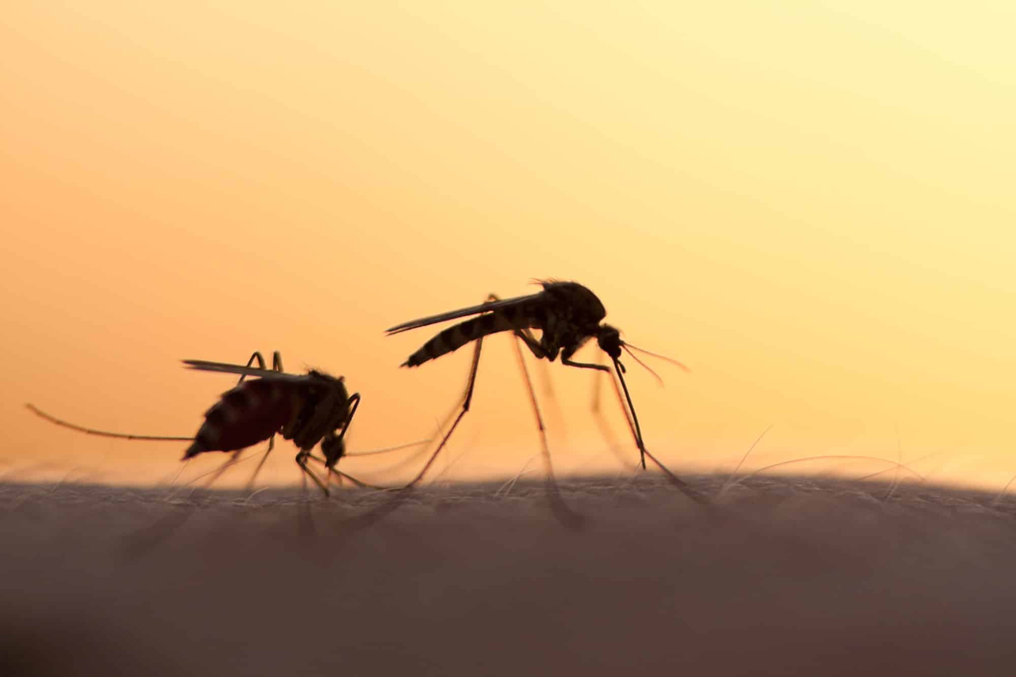 Not all mosquitoes are created equally